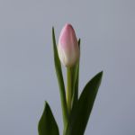 Memphis Single Tulips (Bulk DIY)