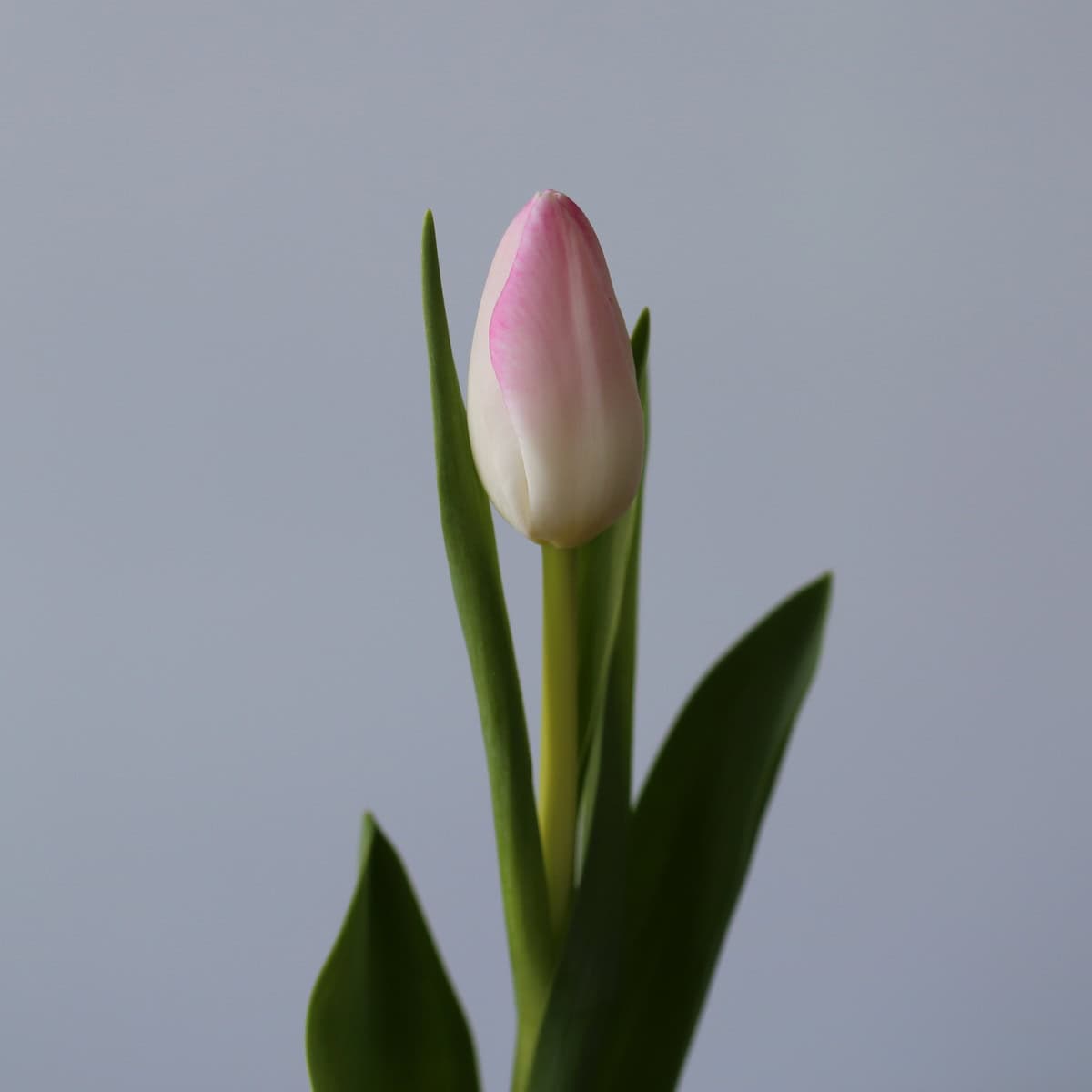 Memphis SIngle Tulips