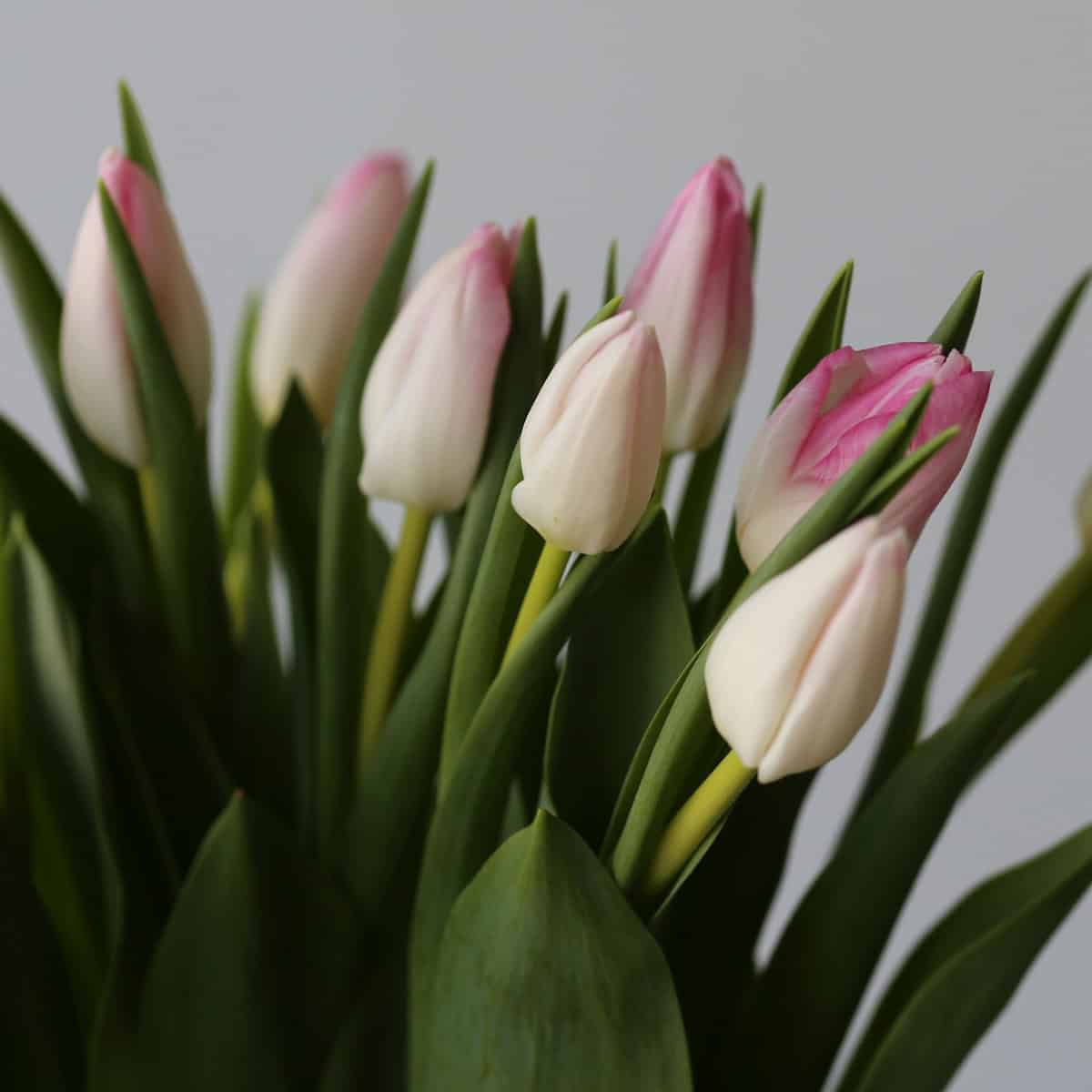Memphis Single Tulips (Bulk DIY)
