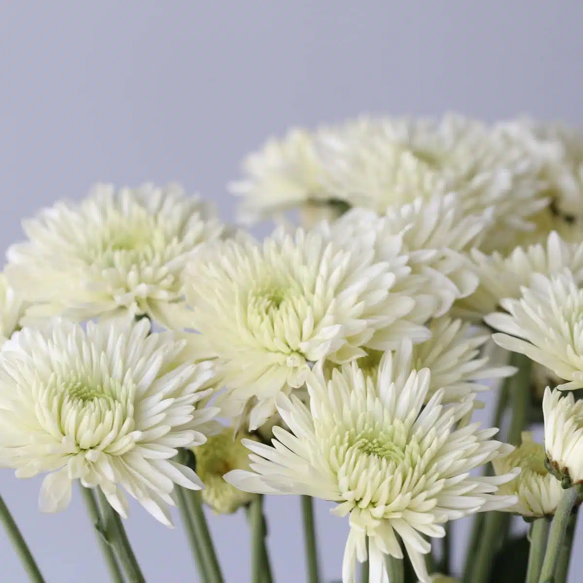 Chrsysanthemum Polaris