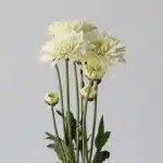 Chrysanthème Polaris