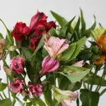 Assorted Alstroemeria – Standard