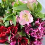 Assorted Alstroemeria – Perfection Grade