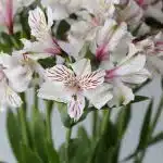 White Alstroemeria – Himalaya