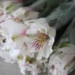 White Alstroemeria – Himalaya