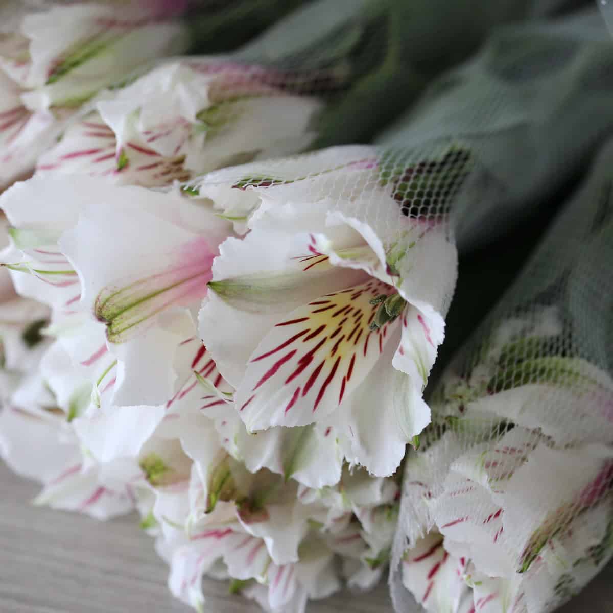 White Alstroemeria – Himalaya