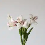 White Alstroemeria – Himalaya