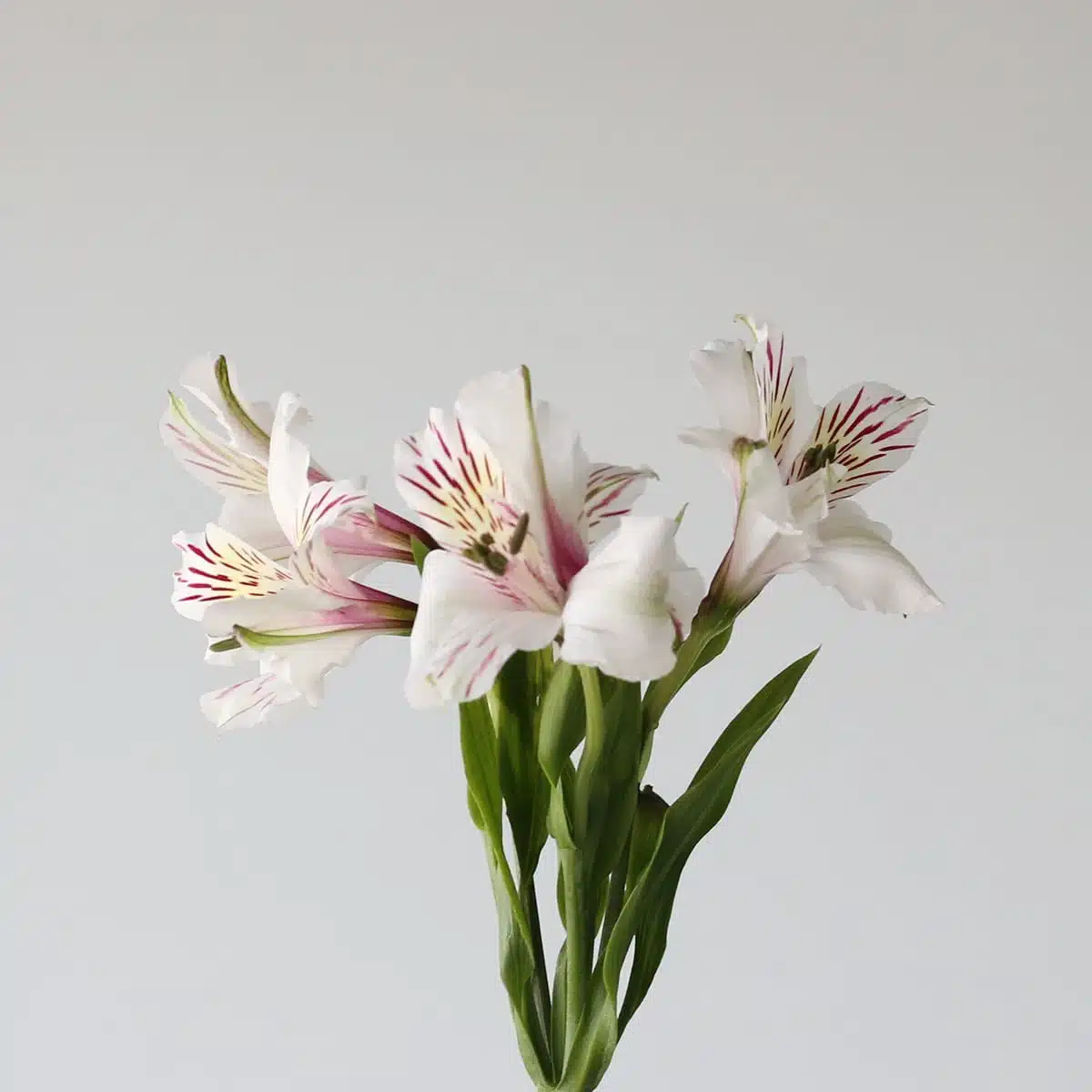 White Alstroemeria – Himalaya