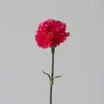 Fuchsia Carnations