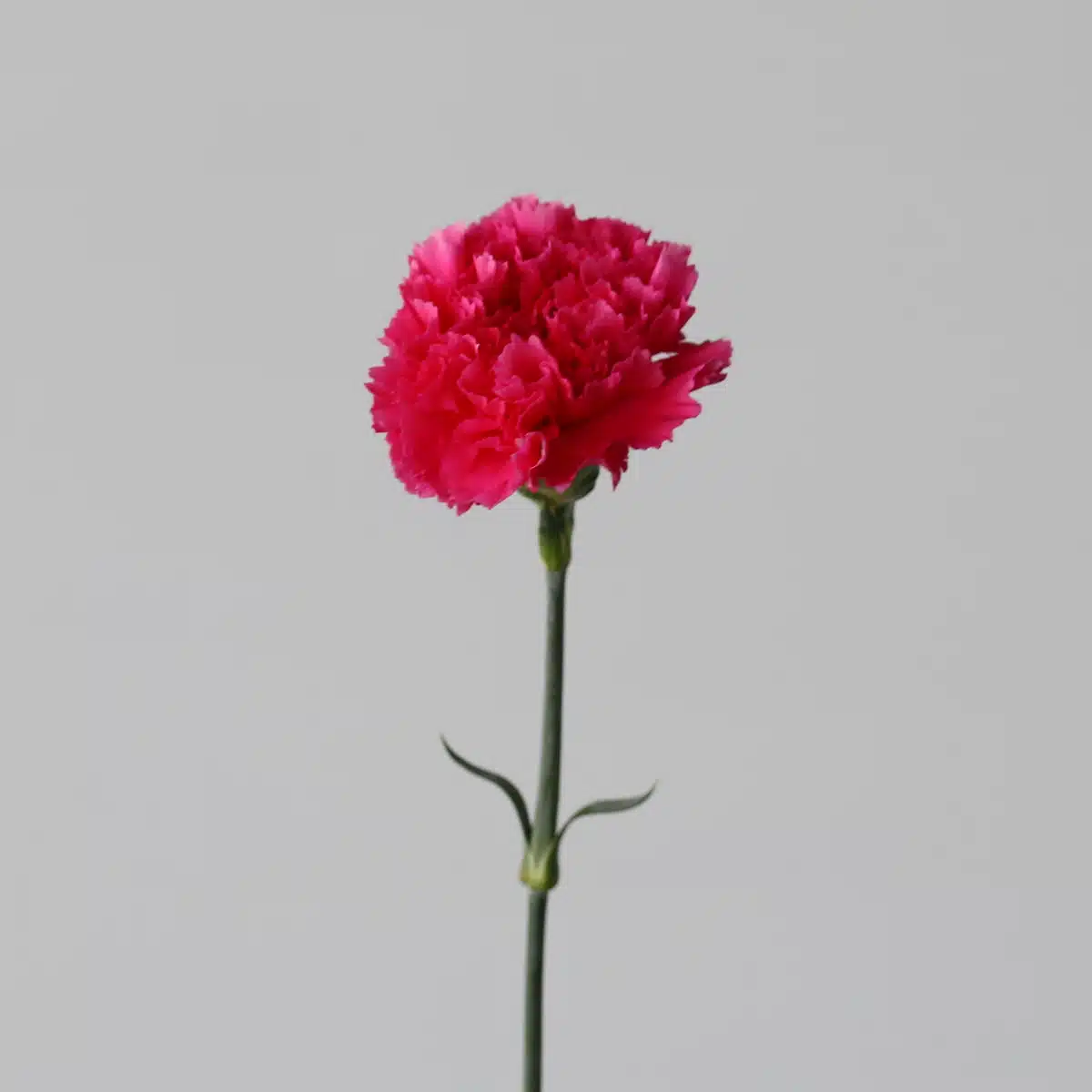 Fuchsia Carnations