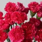 Fuchsia Carnations