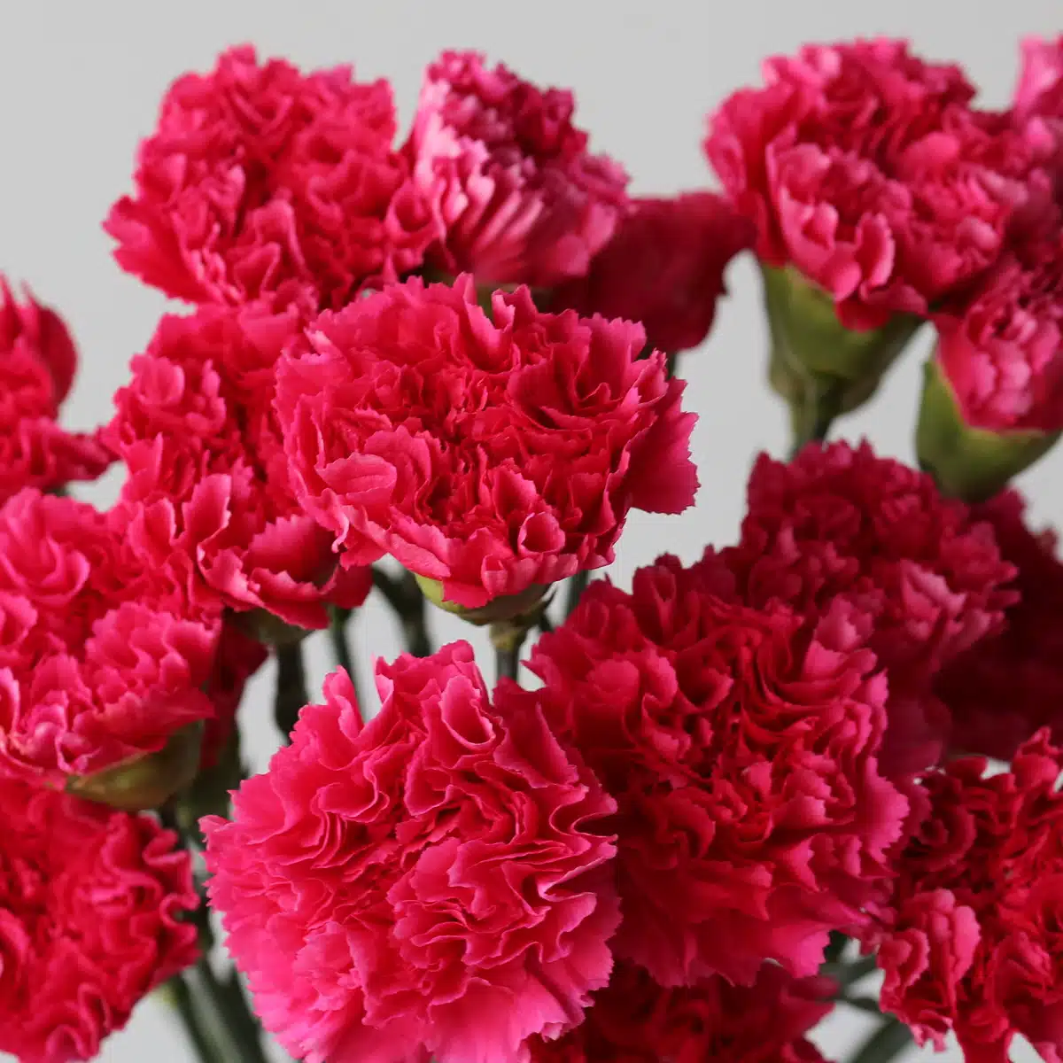 Fuchsia Carnations