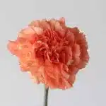 Orange Carnations