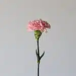 Pink Carnations