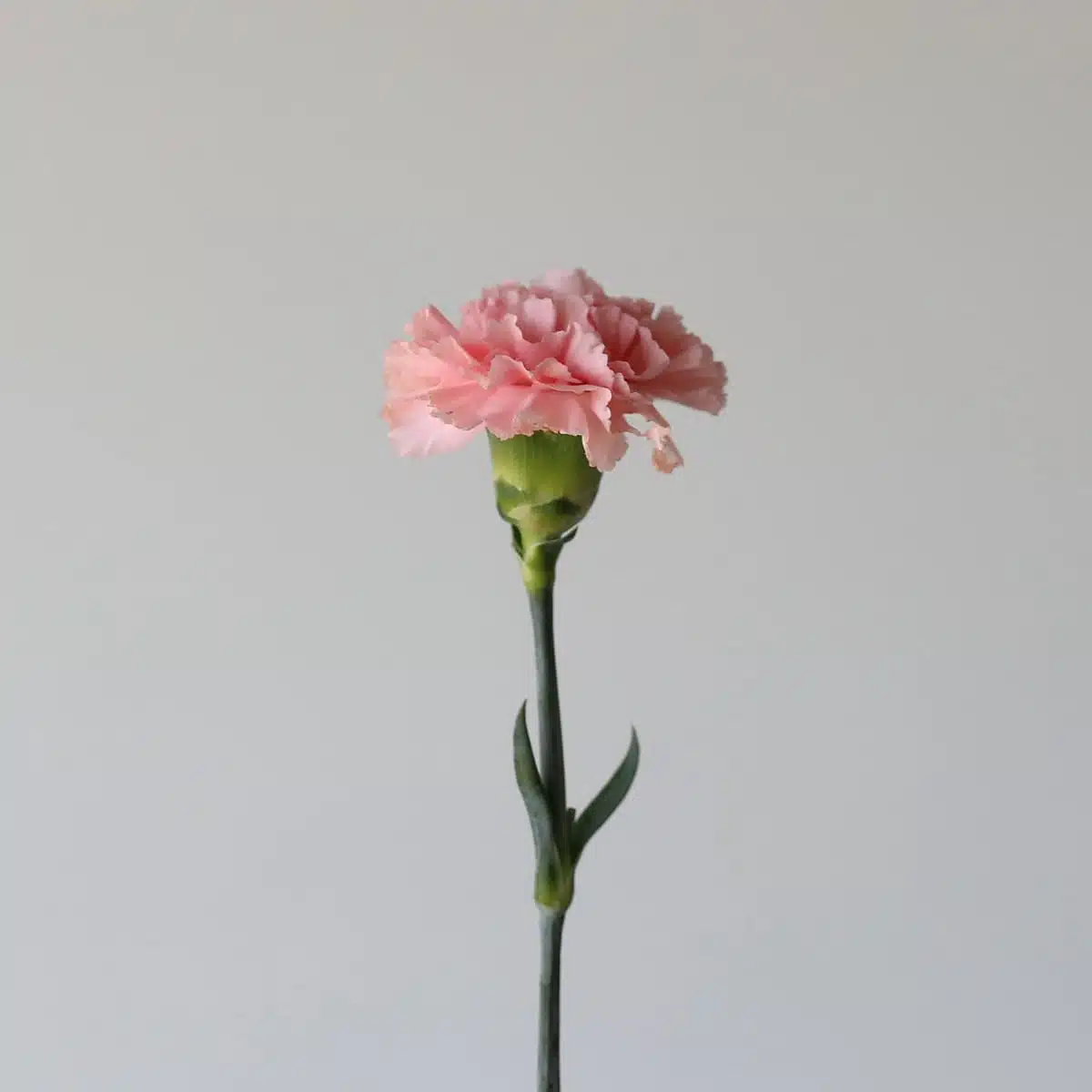 Pink Carnations