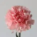 Pink Carnations