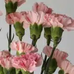 Pink Carnations