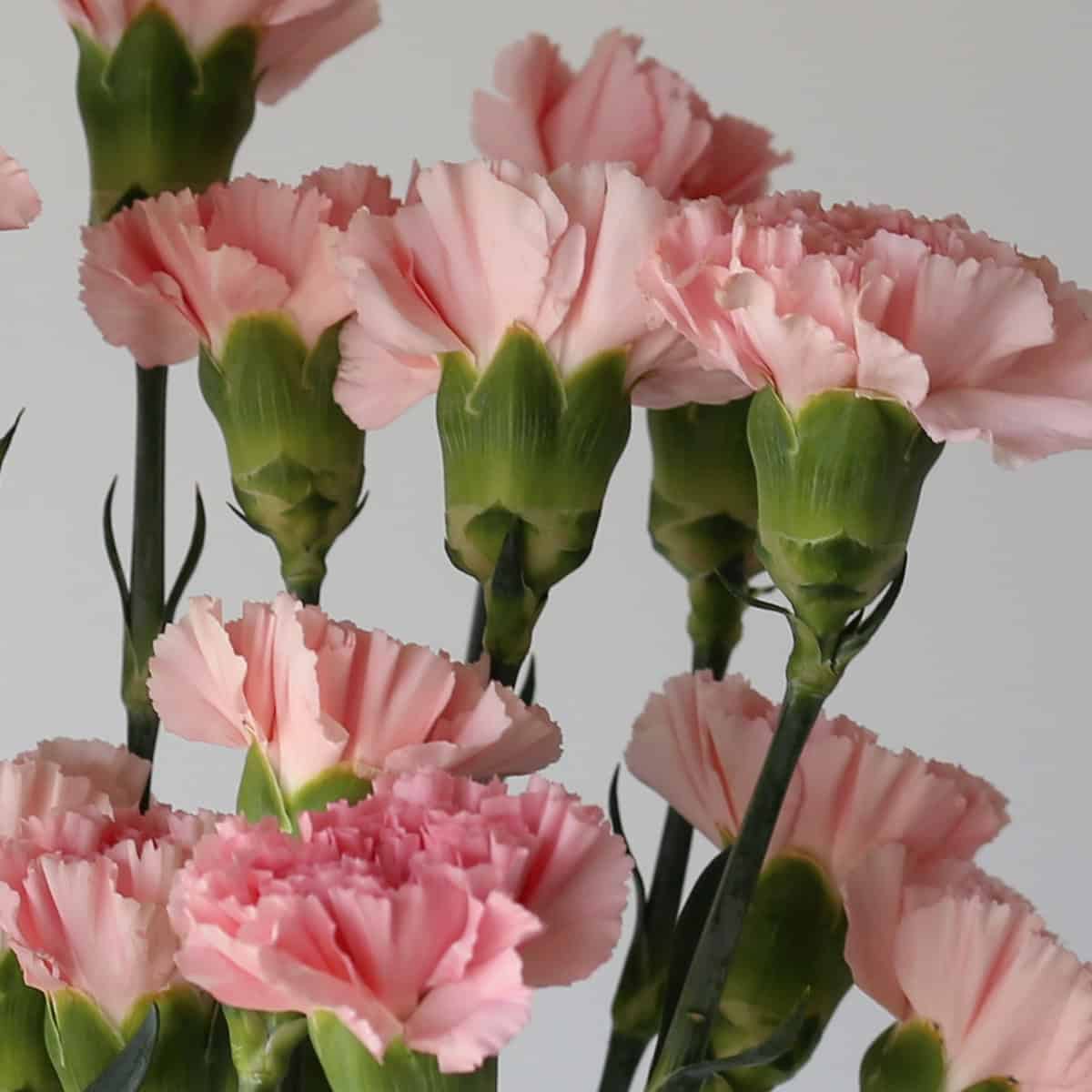 Pink Carnations