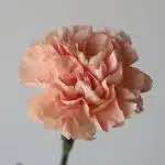 Peach Carnations