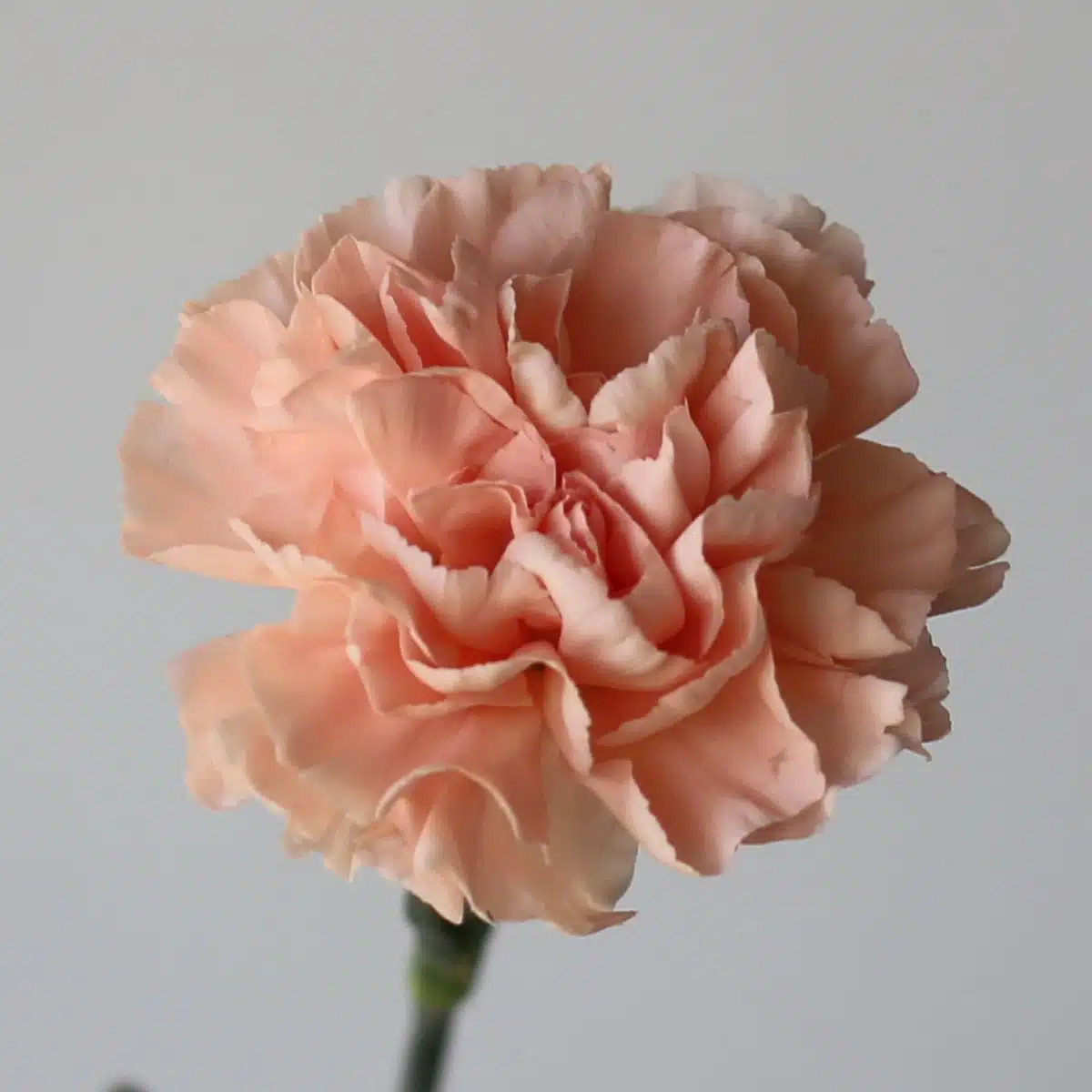 Carnations Peach Bulk DIY