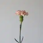 Peach Carnations