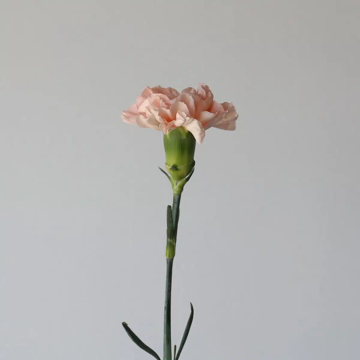 Peach Carnations