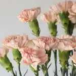 Peach Carnations