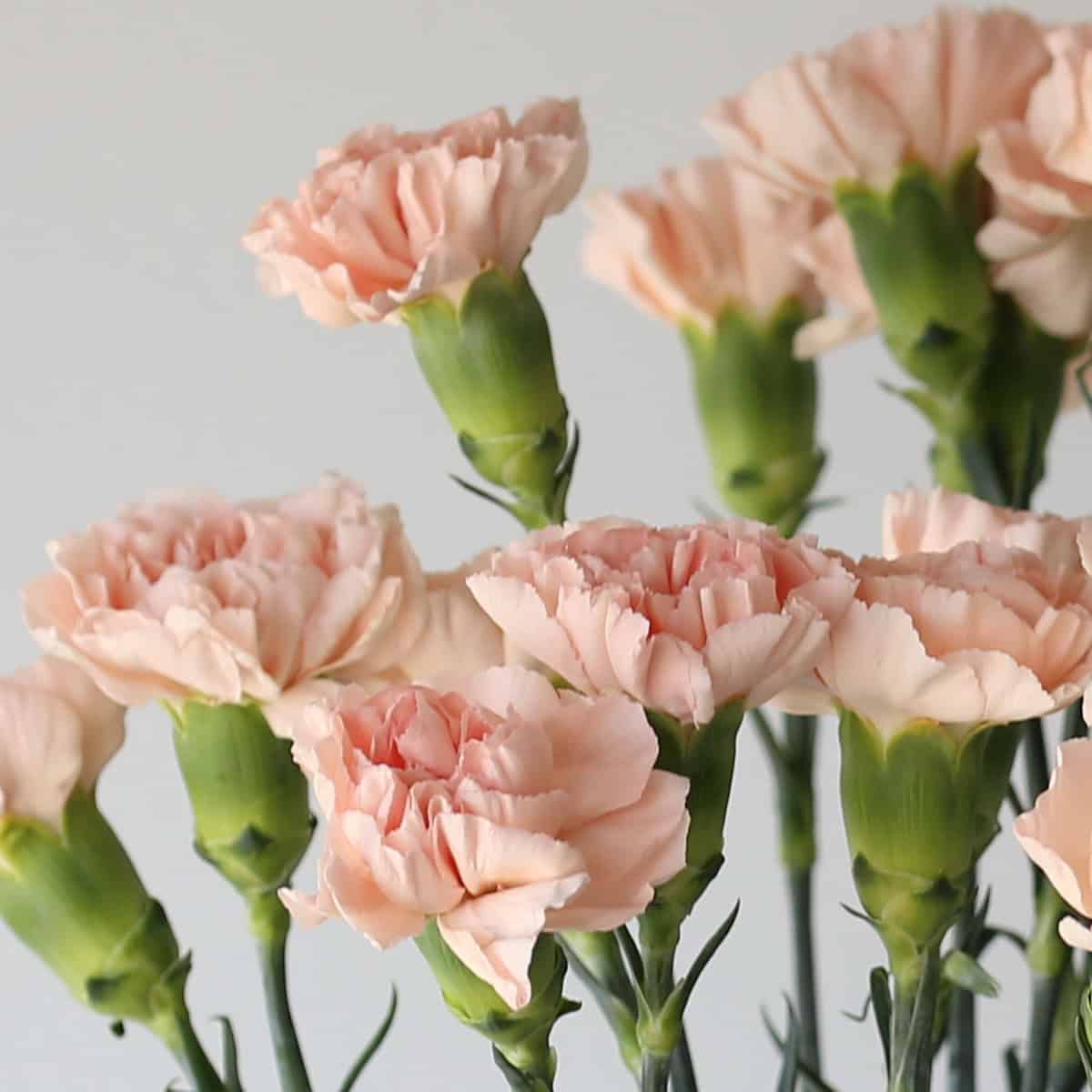 Peach Carnations