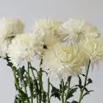 White Cremon Disbud Chrysanthemums