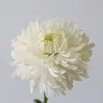 White Cremon Disbud Chrysanthemums