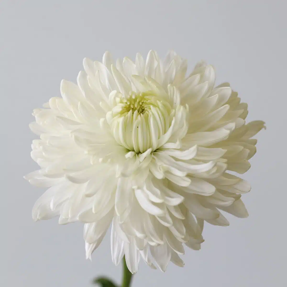 White Cremon Disbud Chrysanthemums