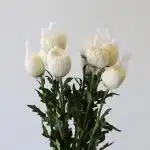White Cremon Disbud Chrysanthemums