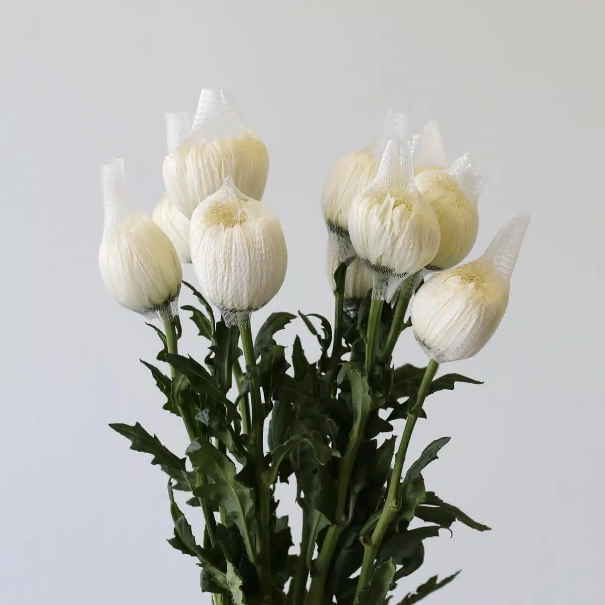 White Cremon Disbud Chrysanthemums