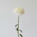 White Cremon Disbud Chrysanthemums