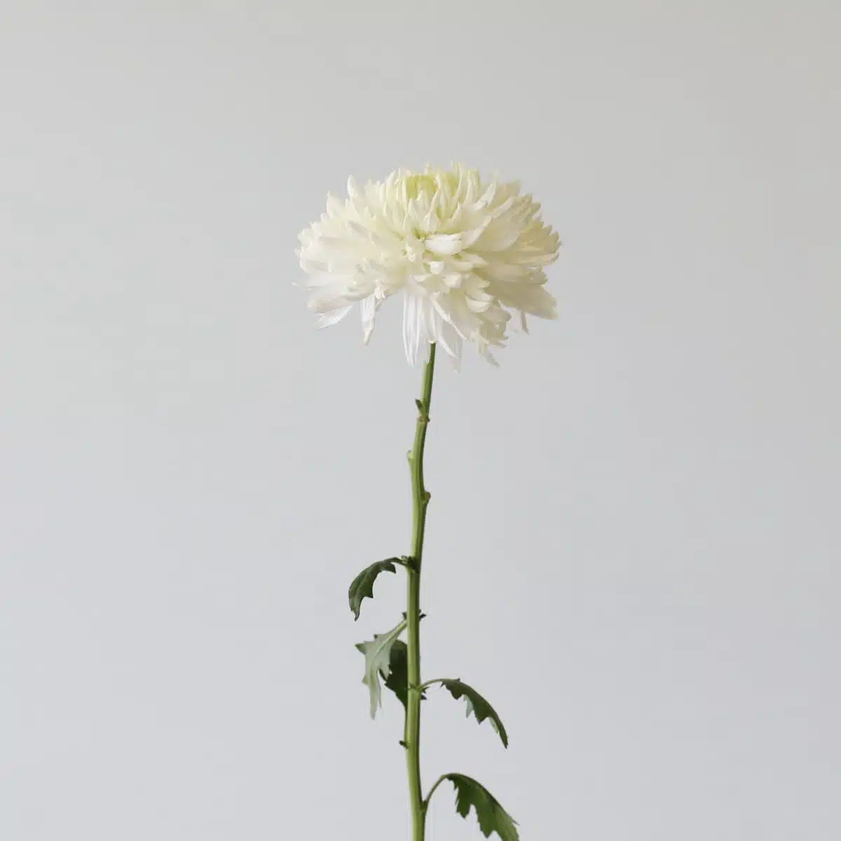 White Cremon Disbud Chrysanthemums