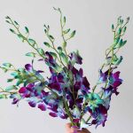 Orchidées Dendrobium bleues