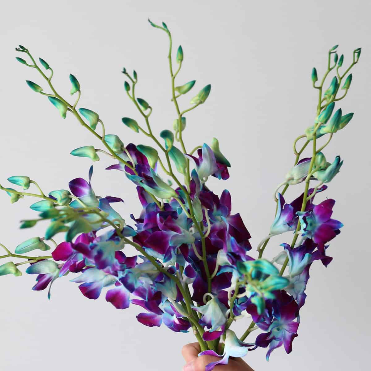 Bunch of blue dendrobium orchids with tropical blooms