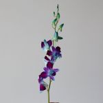 Orchidées Dendrobium bleues