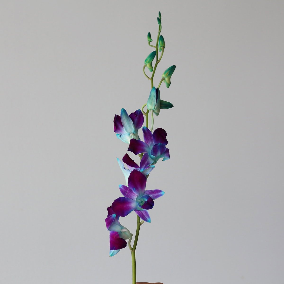 Orchidées Dendrobium bleues
