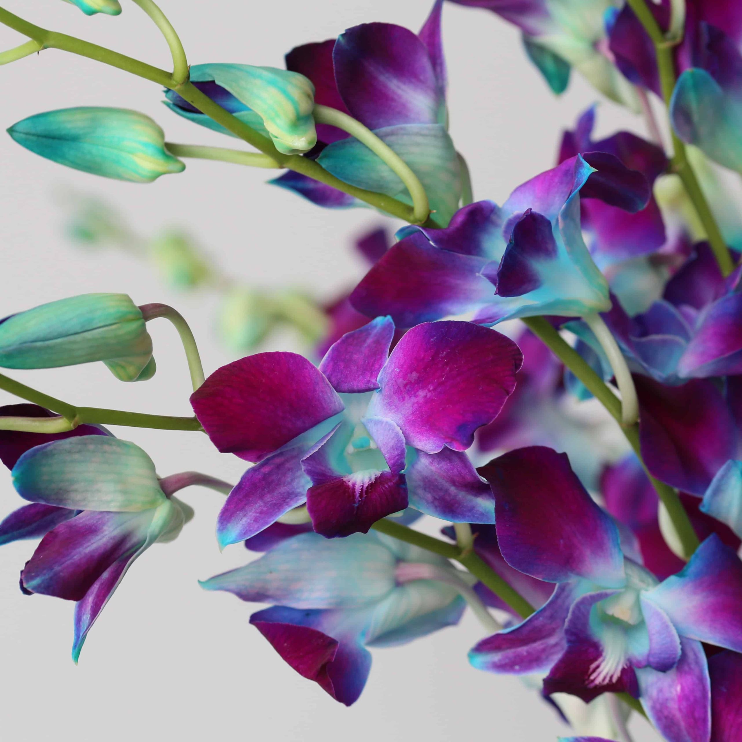 Close up of blue dendrobium orchid flowers