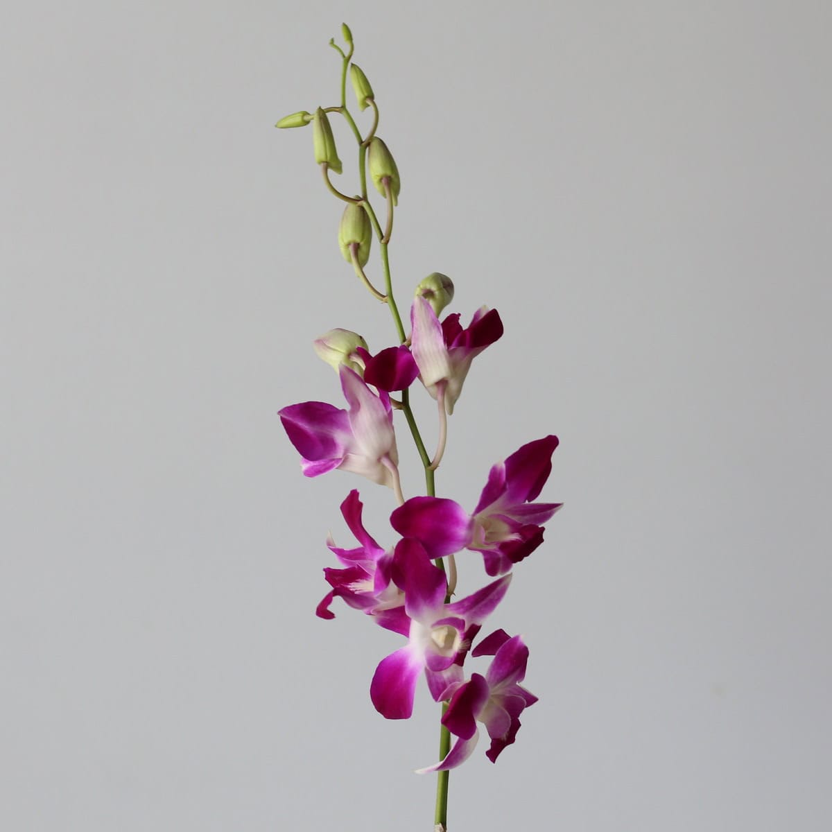 Caesar Pink Dendrobium Orchids