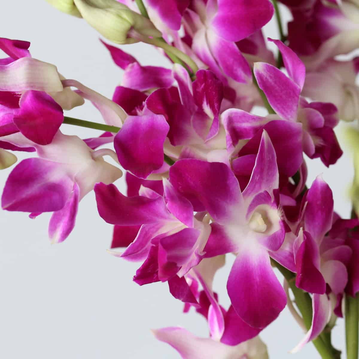 Caesar pink dendrobium orchid stem with vibrant tropical blooms