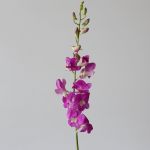 Pink Dendrobium Orchids