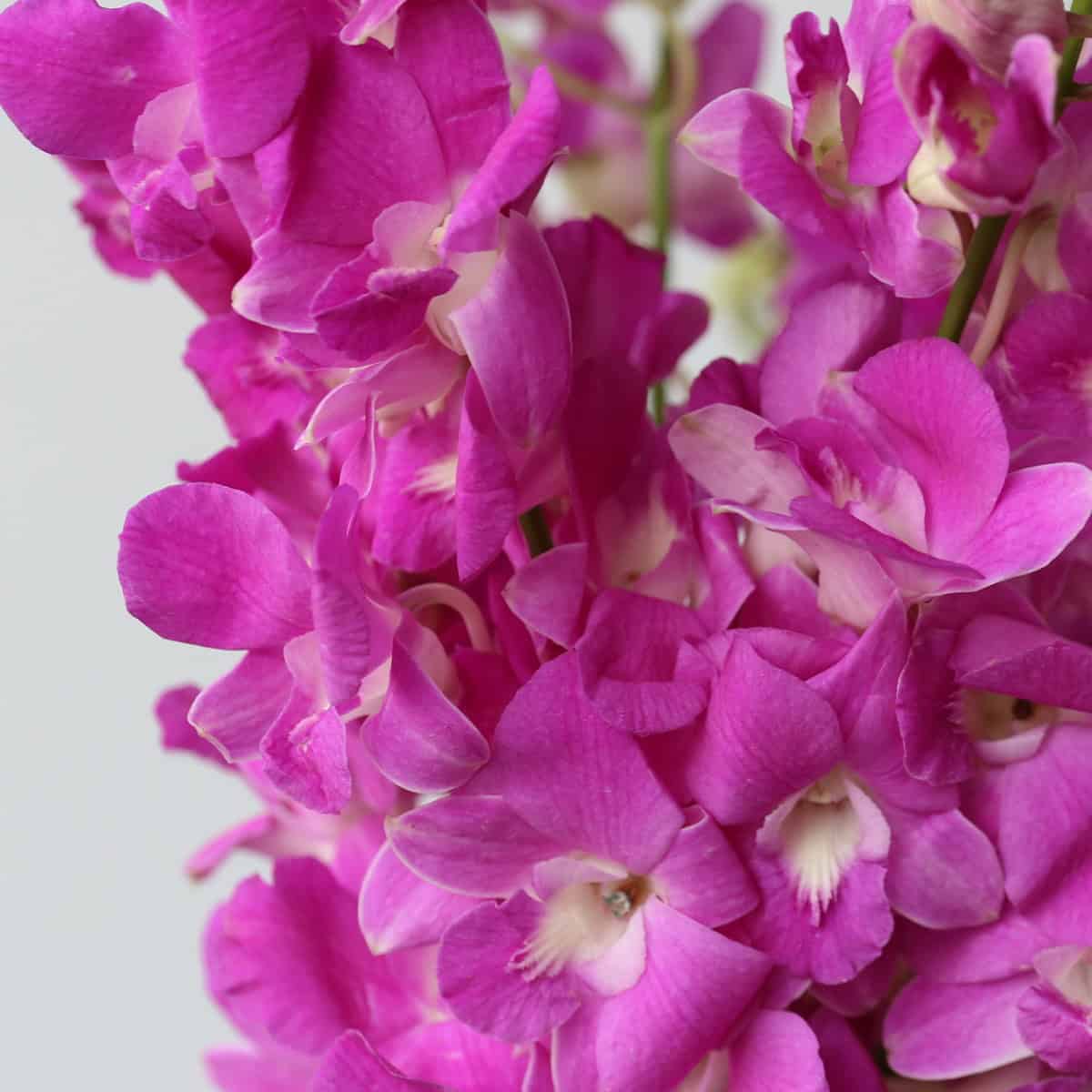 Close up of pink dendrobium orchid flowers