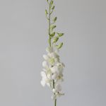 White Dendrobium Orchids
