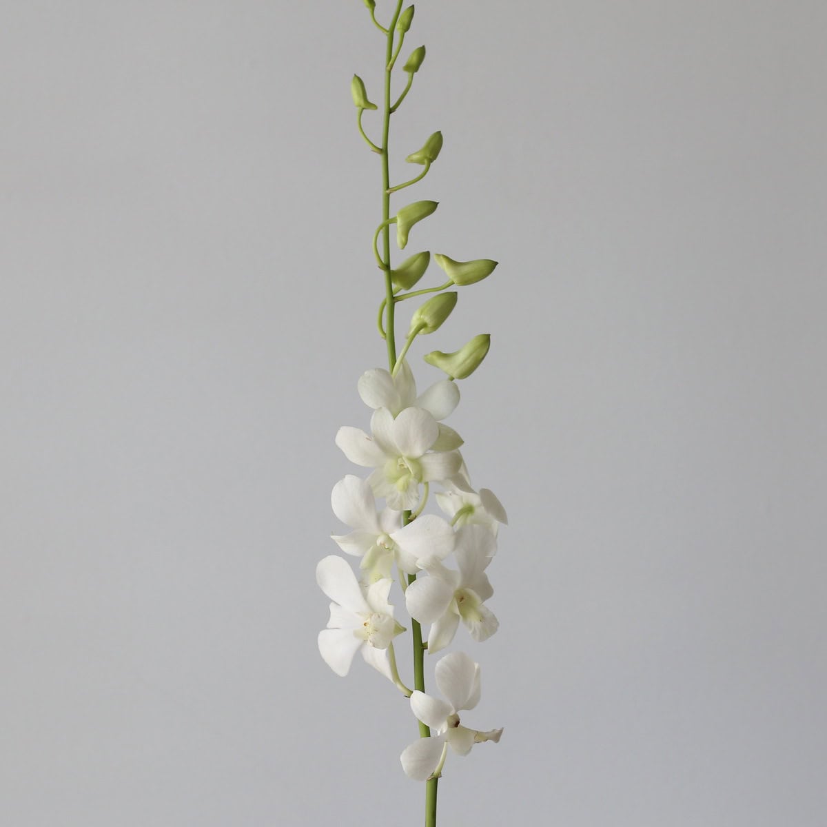 White dendrobium orchid stem with elegant tropical blooms