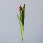 Assorted Double Tulips (Bulk DIY)