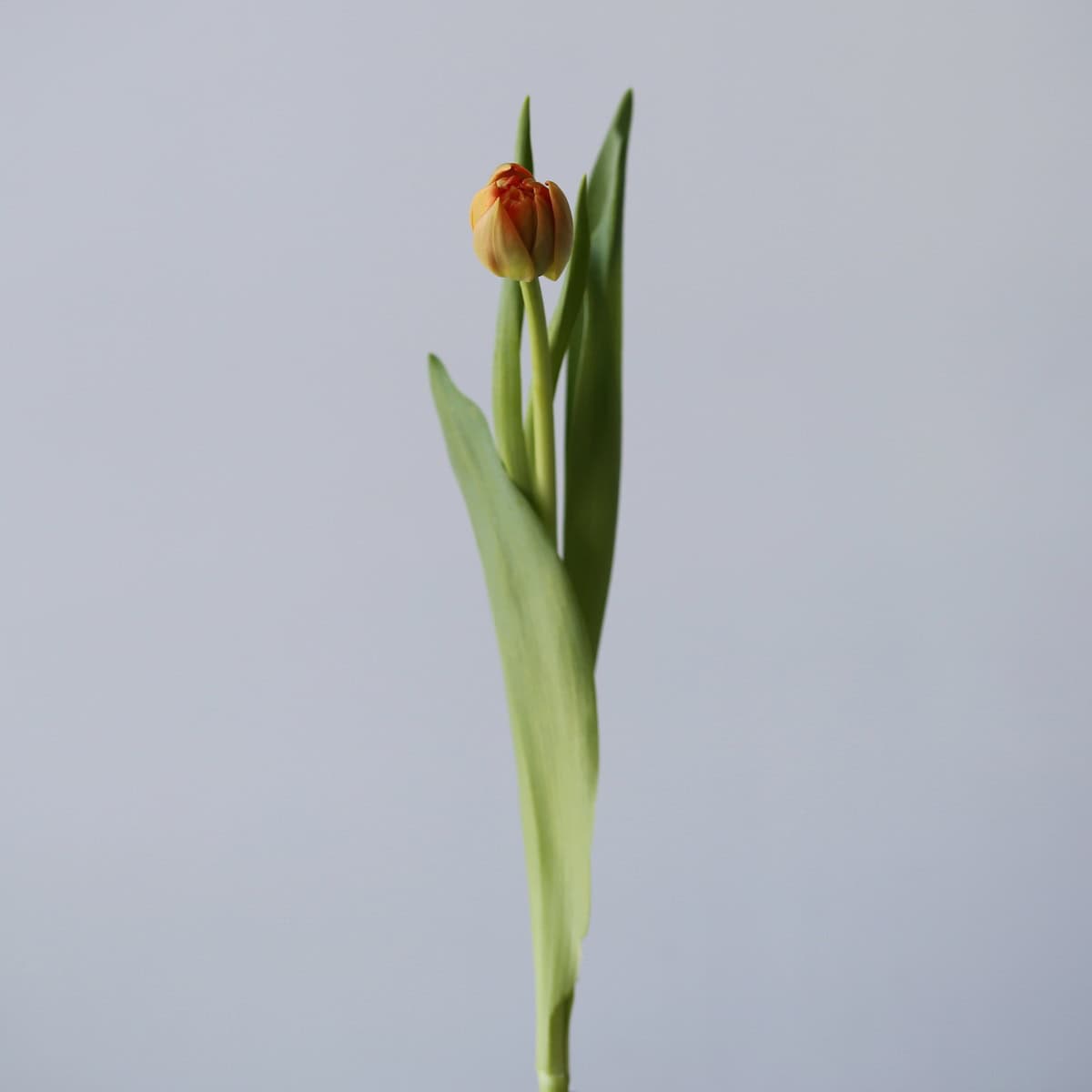 Assorted Double Tulips (Bulk DIY)