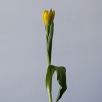 Assorted Double Tulips (Bulk DIY)