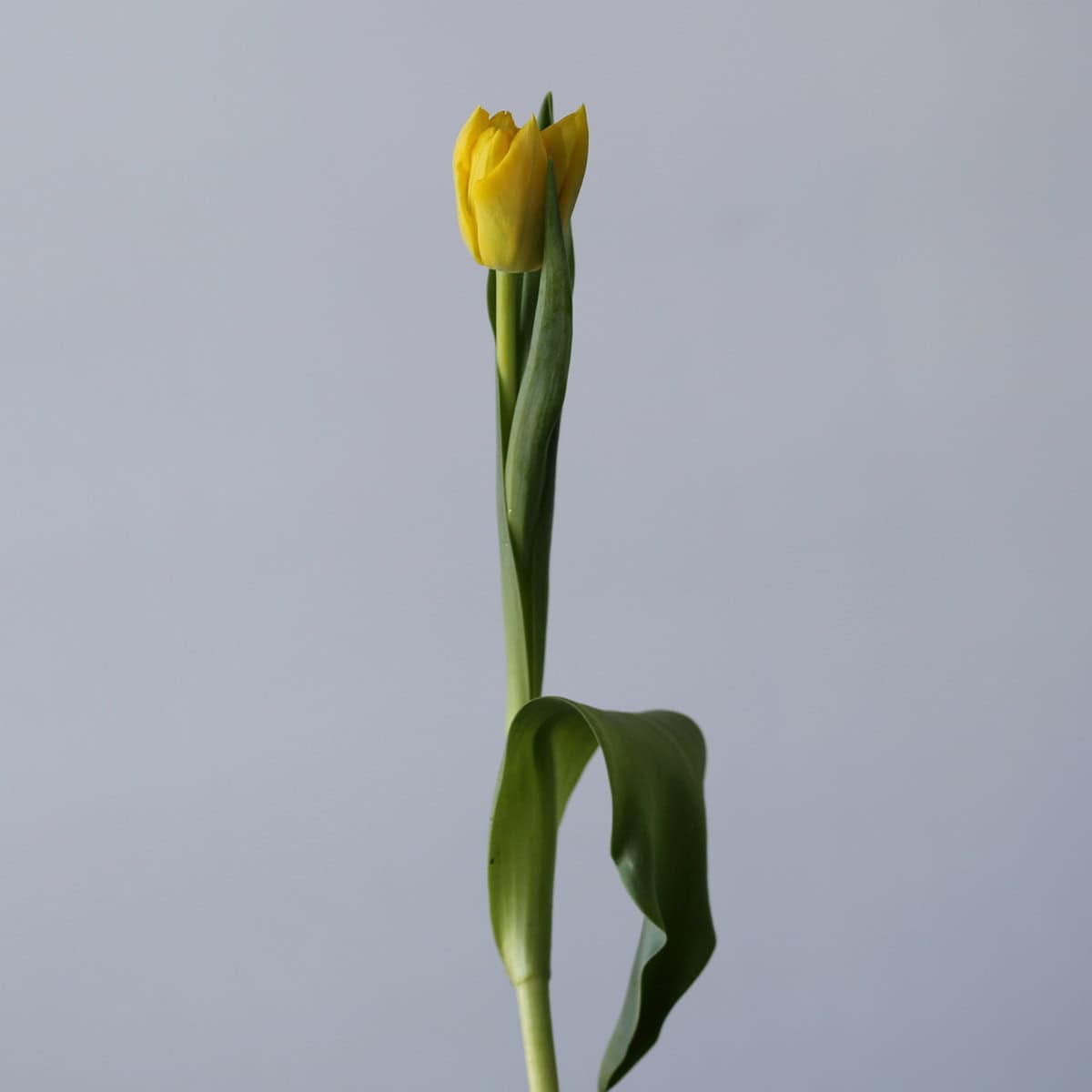 Assorted Double Tulips (Bulk DIY)